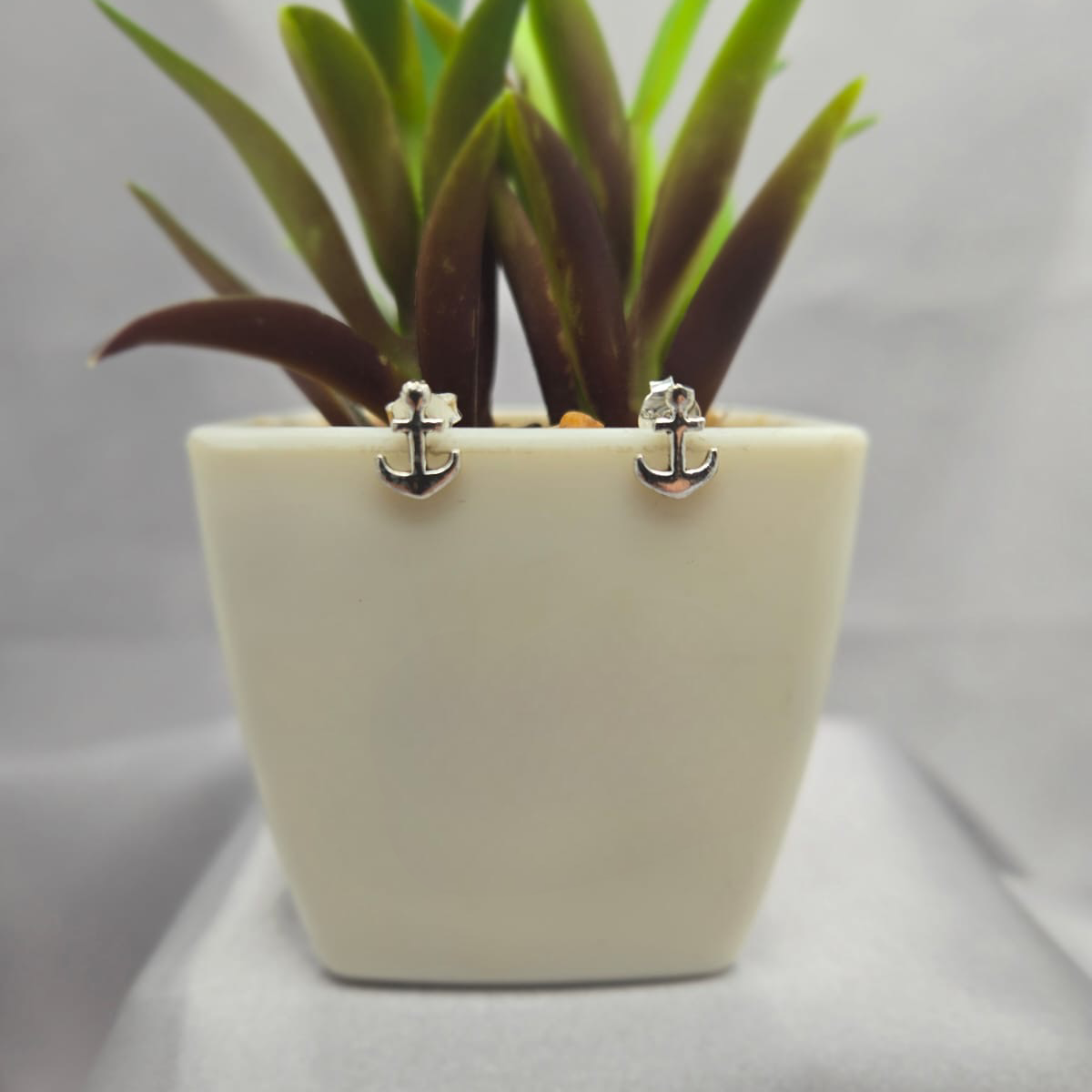 Small potted plant with a white pot on a gray background